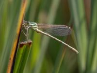 Lestes barbarus female Fornlämningsdammen, Tygelsjö ängar, Malmö, Skåne, Sweden 20240729_0278