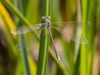 Lestes barbarus male Fornlämningsdammen, Tygelsjö ängar, Malmö, Skåne, Sweden 20240721_0245