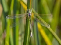 Lestes barbarus male Fornlämningsdammen, Tygelsjö ängar, Malmö, Skåne, Sweden 20240721_0250