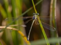 Lestes barbarus male Fornlämningsdammen, Tygelsjö ängar, Malmö, Skåne, Sweden 20240721_0252