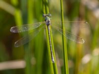 Lestes barbarus male Fornlämningsdammen, Tygelsjö ängar, Malmö, Skåne, Sweden 20240721_0264