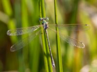 Lestes barbarus male Fornlämningsdammen, Tygelsjö ängar, Malmö, Skåne, Sweden 20240721_0266