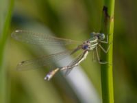 Lestes barbarus male Fornlämningsdammen, Tygelsjö ängar, Malmö, Skåne, Sweden 20240721_0287