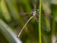 Lestes barbarus male Fornlämningsdammen, Tygelsjö ängar, Malmö, Skåne, Sweden 20240721_0306