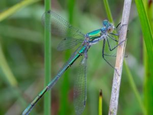 Lestes dryas - Robust Spreadwing - Kraftig smaragdflickslända