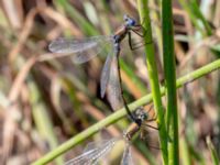 Lestes dryas 380 m ENE Kärragården, Ystad, Skåne, Sweden 20180715_0073