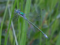 Lestes dryas ad male Ljungskogen, Falsterbohalvön, Vellinge, Skåne, Sweden 20160617C_0191