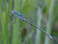 Lestes dryas ad male Ljungskogen, Falsterbohalvön, Vellinge, Skåne, Sweden 20160617C_0193