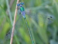 Lestes dryas ad male Ljungskogen, Falsterbohalvön, Vellinge, Skåne, Sweden 20160617C_0197