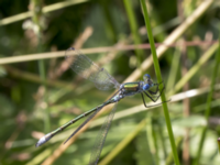 Lestes dryas ad male Svarta hål, Revingefältet, Lund, Skåne, Sweden 20160626_0045