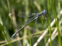 Lestes dryas ad male Svarta hål, Revingefältet, Lund, Skåne, Sweden 20160626_0048