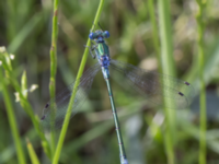 Lestes dryas ad male Svarta hål, Revingefältet, Lund, Skåne, Sweden 20160626_0049