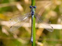 Lestes dryas male Svarta hål, Revingefältet, Lund, Skåne, Sweden 20120814B 096