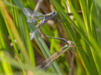 Lestes barbarus female et Lestes sponsa male Fornlämningsdammen, Tygelsjö ängar, Malmö, Skåne, Sweden 20240729_0245