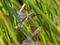 Lestes barbarus female et Lestes sponsa male Fornlämningsdammen, Tygelsjö ängar, Malmö, Skåne, Sweden 20240729_0247