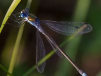 Lestes sponsa ad male Björkelundadammen, Malmö, Skåne, Sweden 20120819B 061