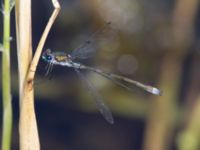 Lestes sponsa ad male Kvarnnäsdammarna, Kristianstad, Skåne, Sweden 20140807_0040