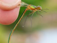 Lestes sponsa female Dagshög, Torekov, Båstad, Skåne, Sweden 20180718_0061