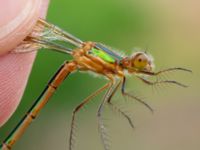 Lestes sponsa female Dagshög, Torekov, Båstad, Skåne, Sweden 20180718_0062