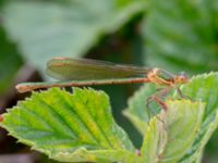 Lestes sponsa female Dagshög, Torekov, Båstad, Skåne, Sweden 20180718_0070