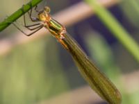 Lestes sponsa female Kristinehof, Tomelilla, Skåne, Sweden 20130615B-52