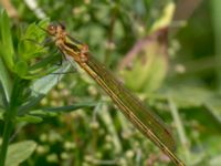 Lestes sponsa female Stensoffa, Krankesjön, Lund, Skåne, Sweden 20130718B-116