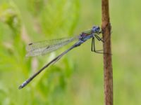 Lestes sponsa male Österleden, Bjärred, Lomma, Skåne, Sweden 20160726_0099