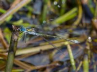 Lestes sponsa male Axelsgård, Rammsjöstrand, Båstad, Skåne, Sweden 20170709_0145