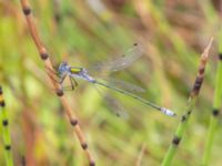 Lestes sponsa male Dagshög, Torekov, Båstad, Skåne, Sweden 20180718_0089