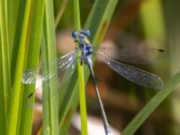 Lestes sponsa male Fornlämningsdammen, Tygelsjö ängar, Malmö, Skåne, Sweden 20240721_0276