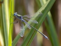 Lestes sponsa male Fornlämningsdammen, Tygelsjö ängar, Malmö, Skåne, Sweden 20240721_0281