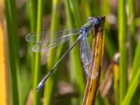 Lestes sponsa male Fornlämningsdammen, Tygelsjö ängar, Malmö, Skåne, Sweden 20240721_0308