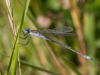 Lestes sponsa male Jordupplag Björkelundadammen, Malmö, Skåne, Sweden 20160816_0010