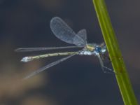 Lestes sponsa male Karmindammen, Trelleborg, Skåne, Sweden 20240730_0028