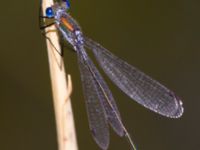 Lestes sponsa male Sydkraftsdammen, Malmö, Skåne, Sweden 20130809B_0030