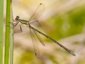 Lestes virens - Small Spreadwing - Mindre smaragdflickslända