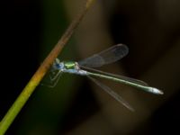 Lestes virens ad male Flodahusdammen, Ravlunda skjutfält, Simrishamn, Skåne, Sweden 20190719_0038