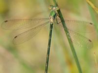 Lestes virens female Bökeberg, Svedala, Skåne, Sweden 20130719-145