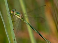 Lestes virens male Bökeberg, Svedala, Skåne, Sweden 20130719B-144