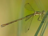 Lestes virens male Bökeberg, Svedala, Skåne, Sweden 20130719B-23