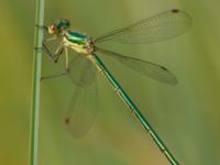 Lestes virens male Bökeberg, Svedala, Skåne, Sweden 20130719B-26