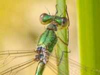 Lestes virens male Bökeberg, Svedala, Skåne, Sweden 20130719C-14