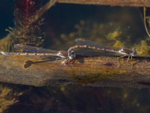 Sympecma fusca - Common Winter Damselfly - Vinterflickslända