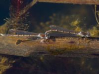 Sympecma fusca Östads grustag, Bromölla, Skåne, Sweden 20140420_0013