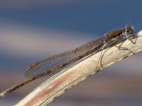 Sympecma fusca Östads grustag, Bromölla, Skåne, Sweden 20140420_0052