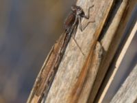 Sympecma fusca Östads grustag, Bromölla, Skåne, Sweden 20140420_0330