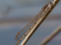 Sympecma fusca Östads grustag, Bromölla, Skåne, Sweden 20140420_0341