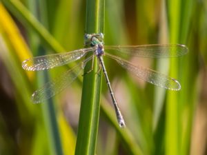 Lestes barbarus - Southern Emerald Damselfly - Vandrande smaragdflickslända