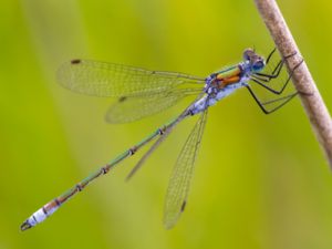 Lestes sponsa - Common Spreadwing - Pudrad smaragdflickslända