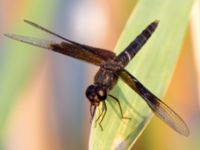 Brachythemis fusciopalliata male Akgöl, Turkey 20120627B 040